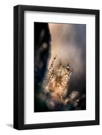 Dazzle - Black Framed Art Print Wall Art, 8x12 Dazzle - Black Framed Art Print Wall Art, 8x12