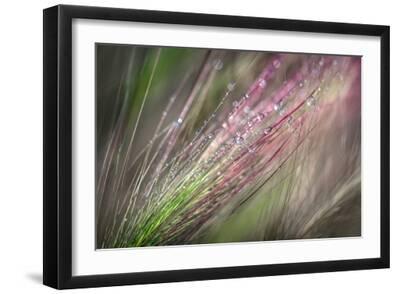 Dew 3 - Black Framed Art Print Wall Art, 18x12 Dew 3 - Black Framed Art Print Wall Art, 18x12