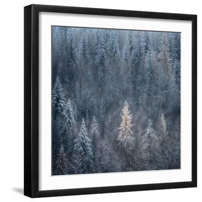 First Snow - Black Framed Art Print Wall Art, 16x16
